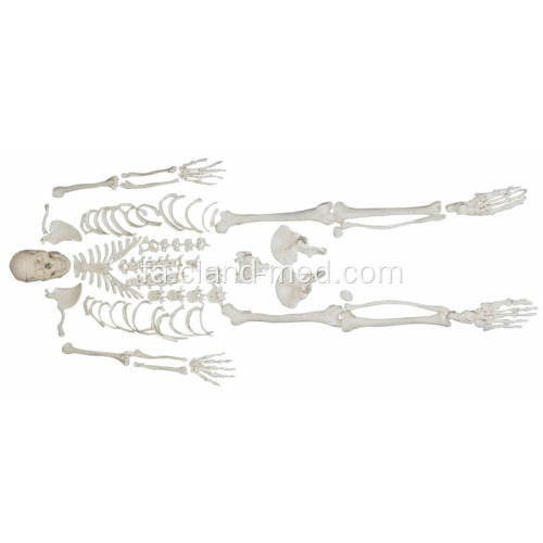 اسکلت Disarticulated با جمجمه